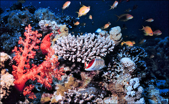 locations of coral reefs. Coral Reefs