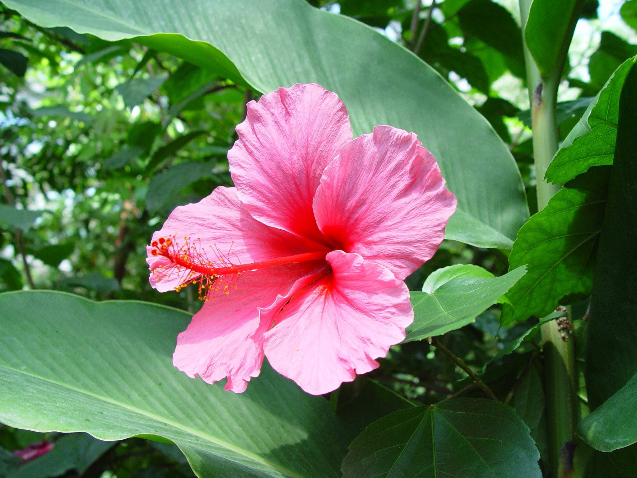 Тропические цветковые